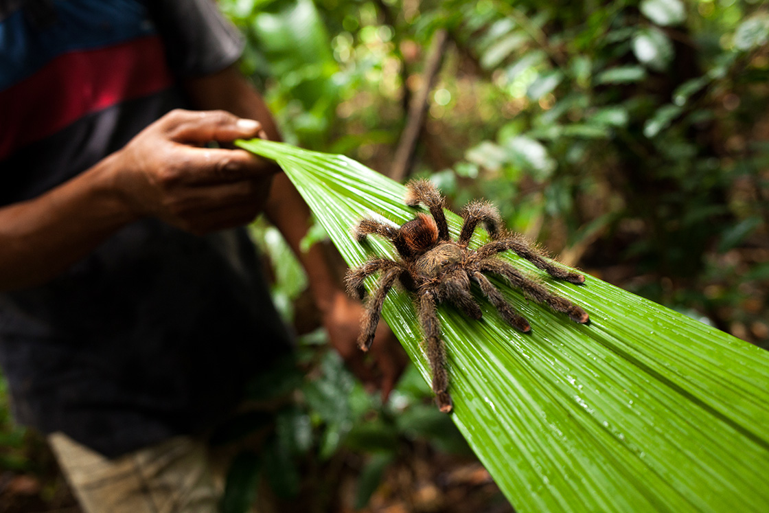 Spiders Of The Amazon Rainforest Cruises