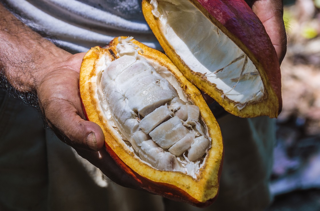 The Amazon Rainforest's Cacao Tree Rainforest Cruises