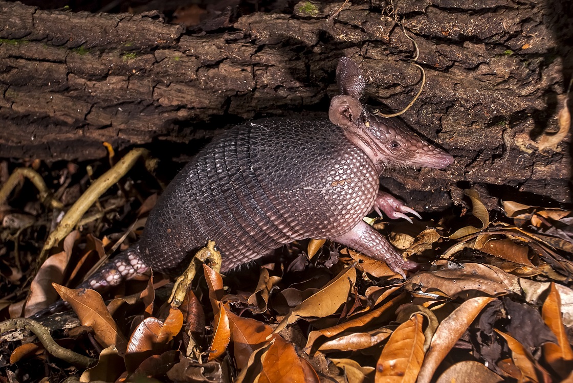Nocturnal Animals Found In The Amazon Rainforest - Rainforest Cruises