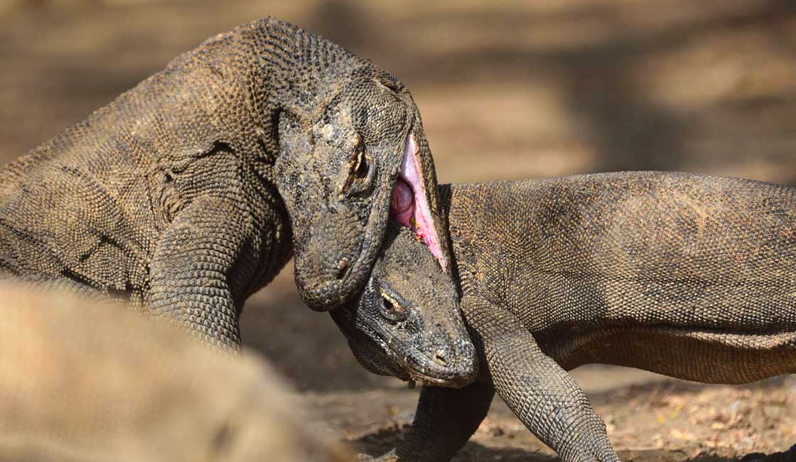 Komodo Dragons fighting