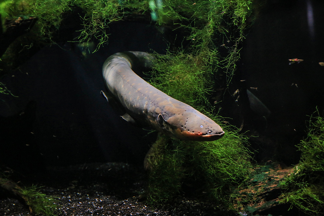 An Electric Eel Emerges From The Algae, His Head Is Visible
