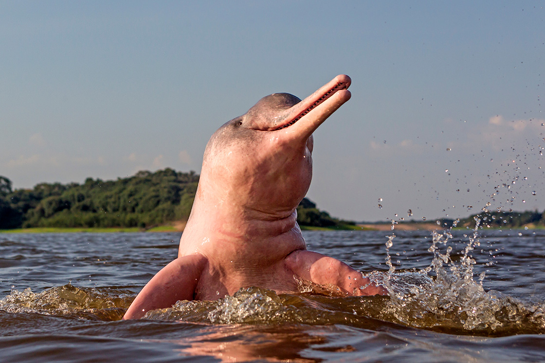 River Dolphin In the Boto River
