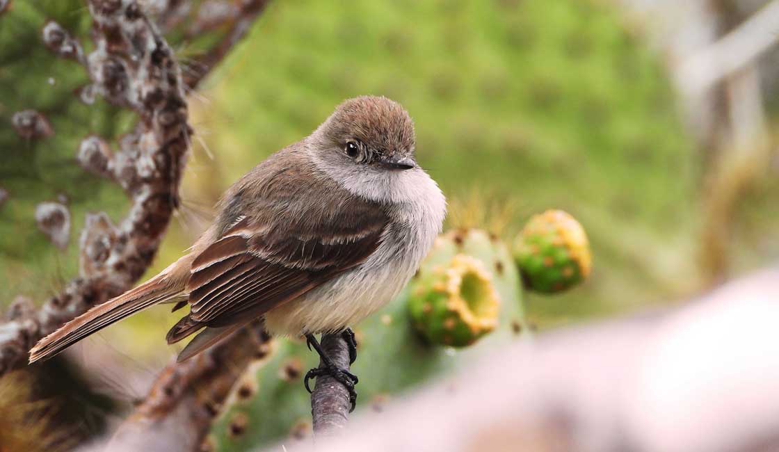 Darwin's Finches Rainforest Cruises