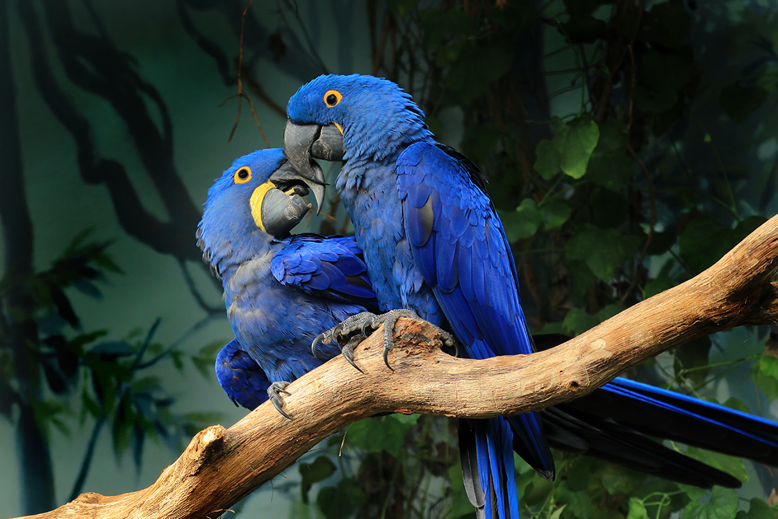 Pair Of Blue Hyacinth Macaw Perched On A Branch