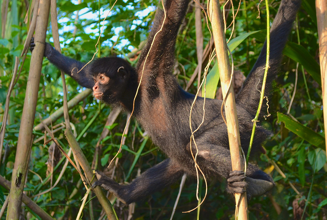 Spider Monkey In The Trees Of The Amazon Rainforest