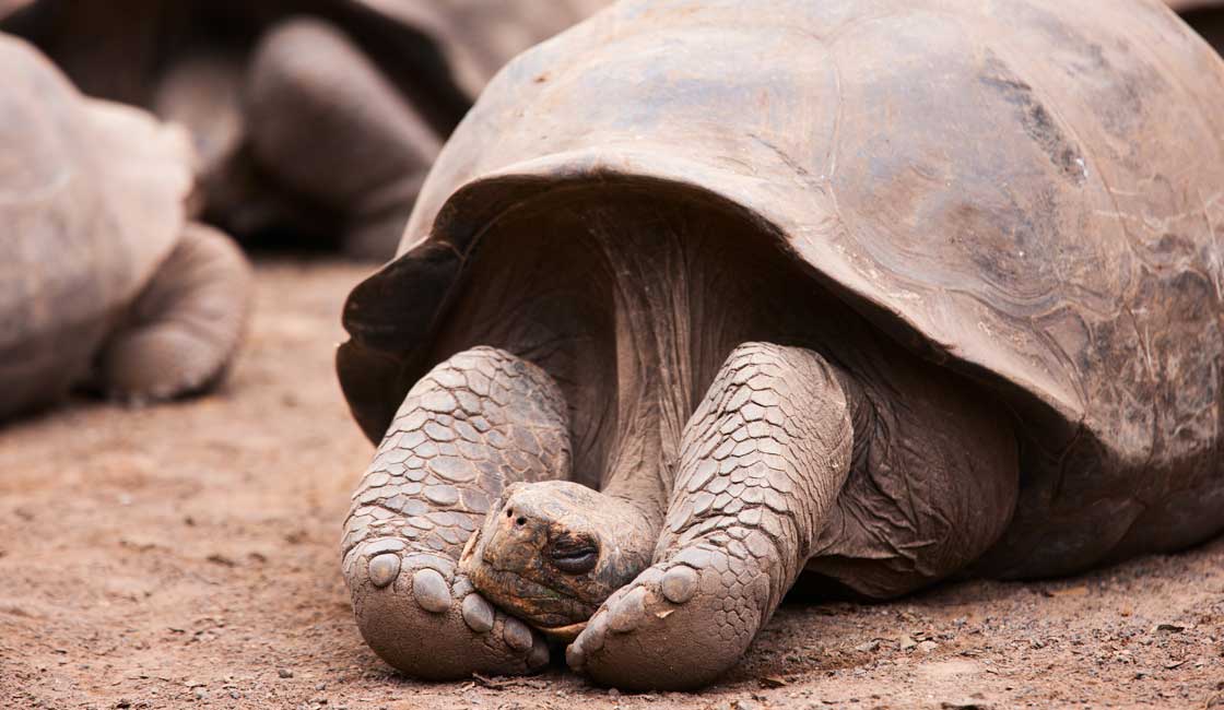 Tortoise sleeping