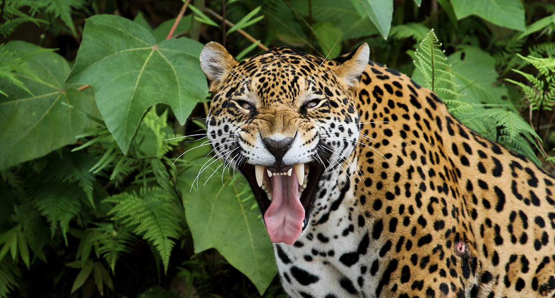 Pantanal Wildlife Jaguars To Jabirus Rainforest Cruises